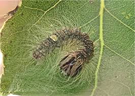 Attēlu rezultāti vaicājumam “Acronicta megacephala”