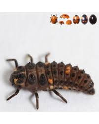 Attēlu rezultāti vaicājumam “Adalia bipunctata imago”