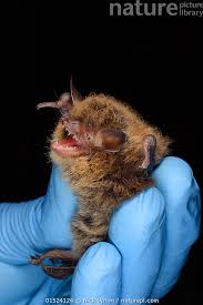 Attēlu rezultāti vaicājumam “Myotis brandtii”