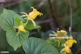 Attēlu rezultāti vaicājumam “Thladiantha dubia flower”