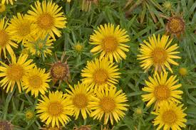 Image result for Inula helenium