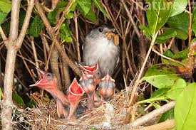 Attēlu rezultāti vaicājumam “Sylvia atricapilla male”