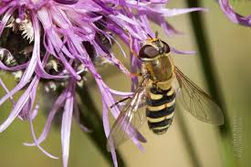 Attēlu rezultāti vaicājumam “Syrphus sp. imago”