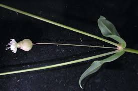 Attēlu rezultāti vaicājumam “Silene viscaria bud”