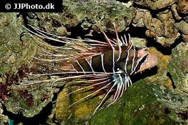 Image result for Pterois radiata