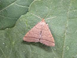 Attēlu rezultāti vaicājumam “Zanclognatha tarsipennalis”