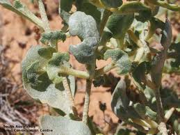 Attēlu rezultāti vaicājumam “Atriplex littoralis fruit”