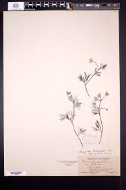 Attēlu rezultāti vaicājumam “Batrachium circinatum leaf”