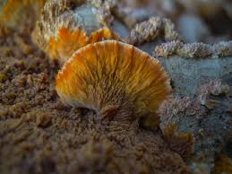 Attēlu rezultāti vaicājumam “Phlebia radiata”