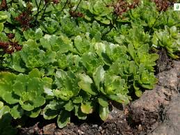 Attēlu rezultāti vaicājumam “Phedimus spurius leaf”