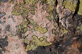 Attēlu rezultāti vaicājumam “Rhizocarpon geographicum”