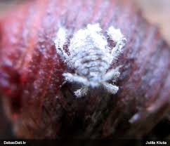 Attēlu rezultāti vaicājumam “Schizolachnus pineti”