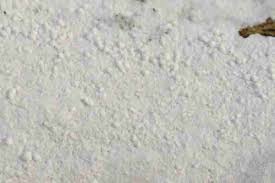 Attēlu rezultāti vaicājumam “Basidiodendron”