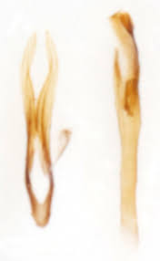 Attēlu rezultāti vaicājumam “Incurvaria oehlmanniella”