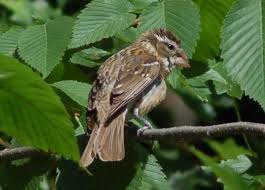 Image result for Pheucticus ludovicianus