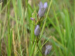 Attēlu rezultāti vaicājumam “Gentiana pneumonanthe flower”