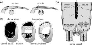 Attēlu rezultāti vaicājumam “Strongylosoma pallipes”