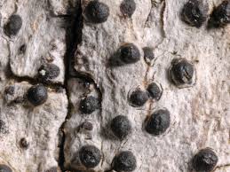 Attēlu rezultāti vaicājumam “Acrocordia gemmata”