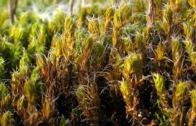 Attēlu rezultāti vaicājumam “Schistidium apocarpum young”