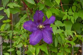 Attēlu rezultāti vaicājumam “Clematis leaf”