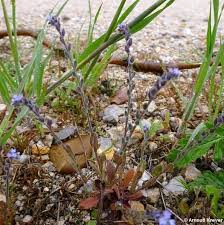 Attēlu rezultāti vaicājumam “Myosotis stricta”