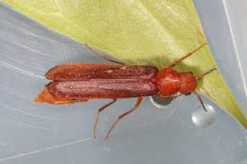 Attēlu rezultāti vaicājumam “Hylecoetus dermestoides”