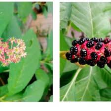 Attēlu rezultāti vaicājumam “Phytolacca acinosa fruit”