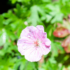 Attēlu rezultāti vaicājumam “Geranium sanguineum”
