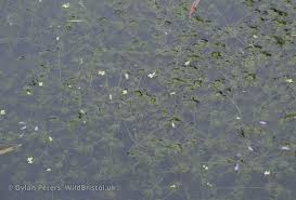 Attēlu rezultāti vaicājumam “Chara rudis”