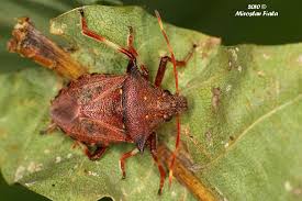 Attēlu rezultāti vaicājumam “Picromerus bidens”