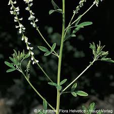 Attēlu rezultāti vaicājumam “Melilotus albus”