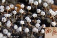 Attēlu rezultāti vaicājumam “Physarum album spores”