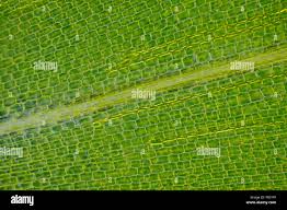 Attēlu rezultāti vaicājumam “Elodea canadensis leaf”