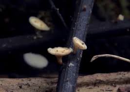 Attēlu rezultāti vaicājumam “Hymenoscyphus sp.”