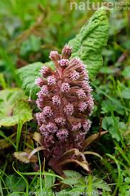 Attēlu rezultāti vaicājumam “Petasites hybridus flower”