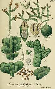 Attēlu rezultāti vaicājumam “Porella platyphylla macro”