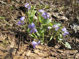 Attēlu rezultāti vaicājumam “Viola collina”