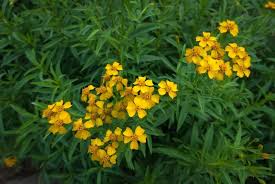 Image result for Artemisia dracunculus