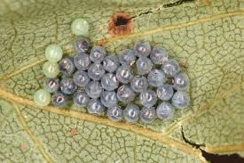 Attēlu rezultāti vaicājumam “Arctia caja larva”