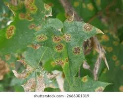 Attēlu rezultāti vaicājumam “Rhytisma acerinum”