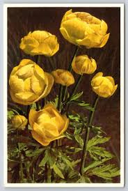 Attēlu rezultāti vaicājumam “Trollius europaeus flower”