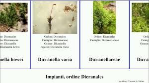 Attēlu rezultāti vaicājumam “Dicranella staphylina”