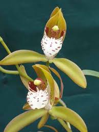 Attēlu rezultāti vaicājumam “Diderma tigrinum”