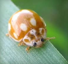 Attēlu rezultāti vaicājumam “Calvia decemguttata”