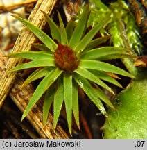 Attēlu rezultāti vaicājumam “Pogonatum urnigerum”