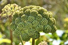 Image result for Angelica archangelica