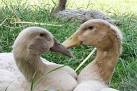 Indian Runners at Rare Breeds - via Daymix