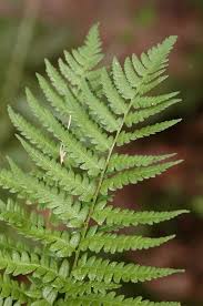 Attēlu rezultāti vaicājumam “Dryopteris cristata”