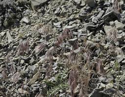 Attēlu rezultāti vaicājumam “Anisantha tectorum”