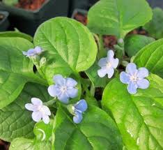 Attēlu rezultāti vaicājumam “Omphalodes verna flower”